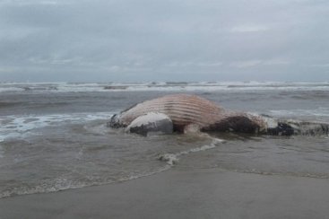 Baleia jubarte Ã© encontrada morta na Praia do Gi