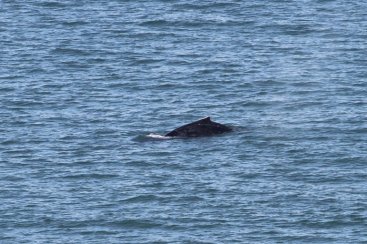 VÃ­deo: baleias-jubarte, toninhas e uma raia manta sÃ£o avistadas em Laguna