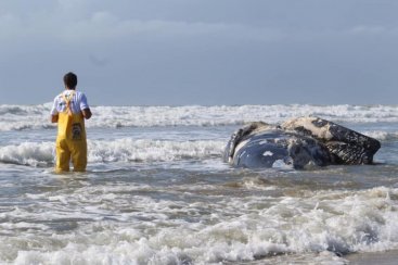 Baleia jubarte encalha, sem vida, na praia do Mar grosso em Laguna 