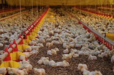 ExportaÃ§Ãµes de carne de frango catarinense crescem 57,5% em outubro