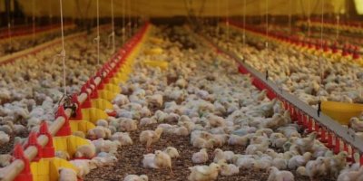ExportaÃ§Ãµes de carne de frango catarinense crescem 57,5% em outubro