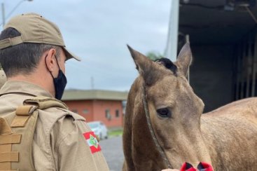 Dez cavalos atuam no policiamento ostensivo montado e em projetos de equoterapia na regiÃ£o do 9Âº BPM