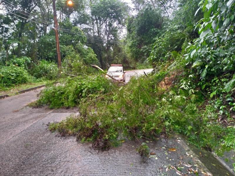 Queda de árvore na rua Honório Búrigo deixa trânsito interrompido em uma das pistas