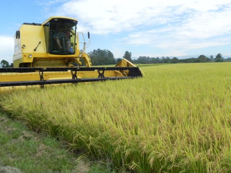 Evento dÃ¡ inÃ­cio a colheita de arroz