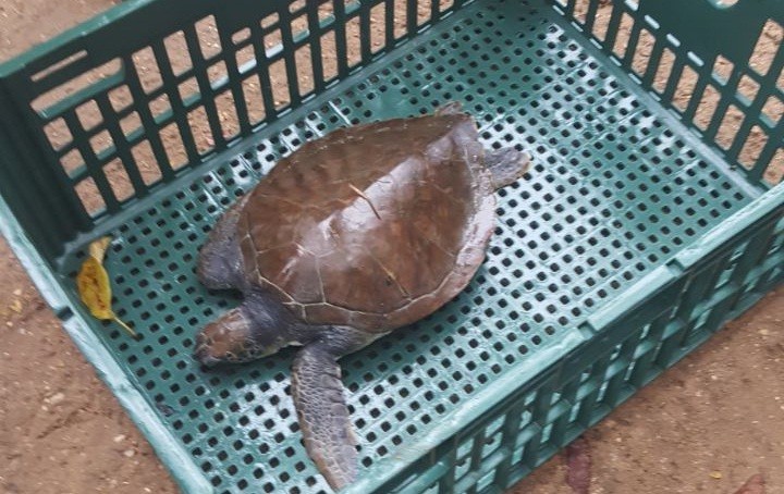 Depois de longa caçada, tartaruga é encontrada