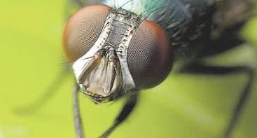 Que perigos as moscas oferecem à saúde?