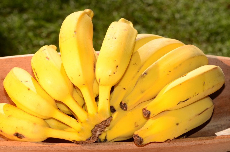 Epagri recebe Prêmio Expressão de Ecologia por produção de banana orgânica