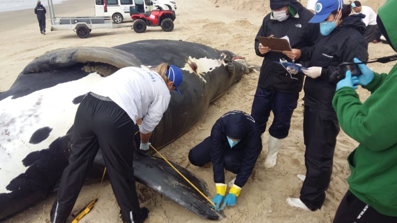 Filhote de baleia-franca encontrado morto em Laguna