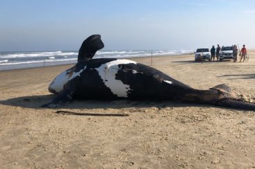 Filhote de baleia-franca encalha em Jaguaruna