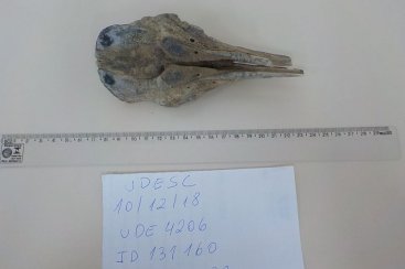 Fragmento de crânio em mineralização é registrado pela equipe da Udesc