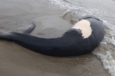 Filhote de baleia-franca é encontrado morto na Praia do Sol em Laguna