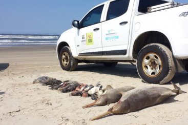 Projeto ambiental investiga morte de 17 animais marinhos encontrados na última sexta 