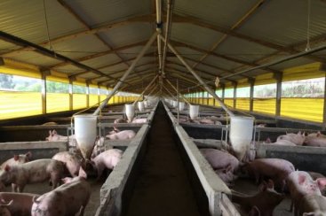 Em 10 meses, exportaÃ§Ãµes catarinenses de carne suÃ­na superam o faturamento de 2018 