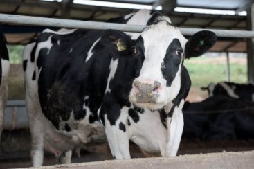 Santa Catarina tem novas regras para o ingresso de bovinos e bÃºfalos