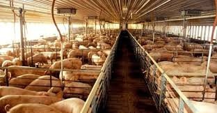 China: Epidemia coloca pressÃ£o sobre oferta e preÃ§os da carne suÃ­na