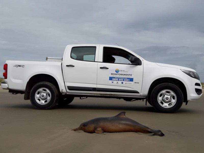 Em 2020, cinco toninhas foram encontradas mortas entre Laguna e Imbituba