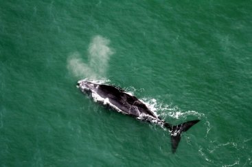 Ecoturismo e observaÃ§Ã£o de baleias Ã© uma das apostas pÃ³s pandemia no Sul de SC