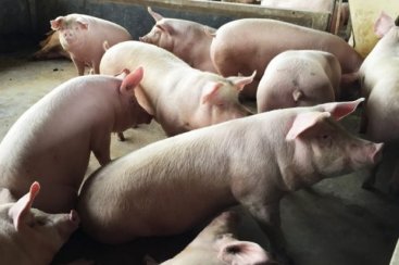 ExportaÃ§Ãµes de carne suÃ­na superam desempenho de 2019 no Estado