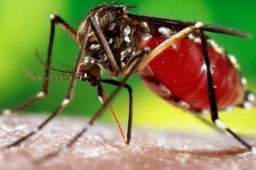 Possível infestação de Aedes aegypyi em Criciúma será abordado em ação na Praça Nereu Ramos