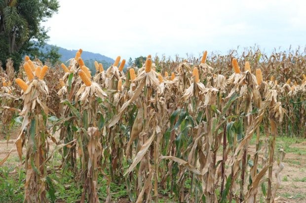 Programa Terra Boa: Santa Catarina inicia distribuição de 200 mil sacas de sementes de milho 