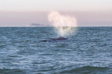 Temperatura do mar pode ter atraído baleias jubarte ao litoral catarinense