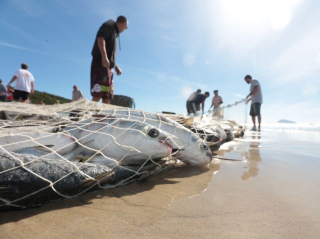Temporada rende 70 toneladas de tainha e pescadores retomam luta por local de armazenamento