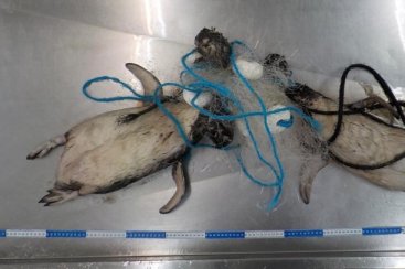 Pinguins são encontrados mortos presos em rede de pesca
