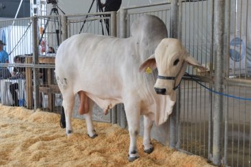 AgroPonte: julgamento de bovinos da raÃ§a ZebuÃ­na Brahman ocorre nesta sexta-feira