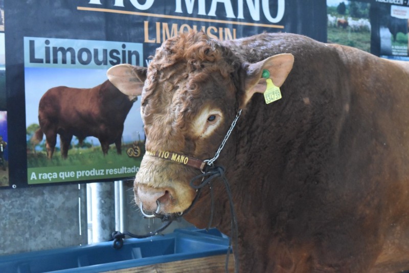 Fortry da Tio Mano: touro eleito o melhor da raÃ§a Limousin do Brasil marca presenÃ§a na AgroPonte