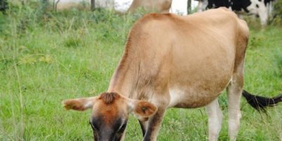 Estresse causado por forte calor ameaÃ§a saÃºde e produtividade de vacas leiteiras