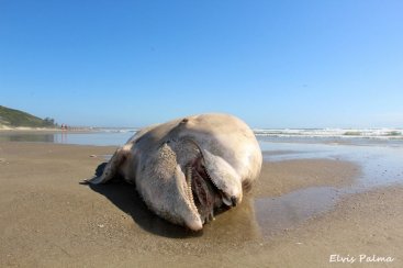 Boto é encontrado morto na praia do Mar Grosso em Laguna