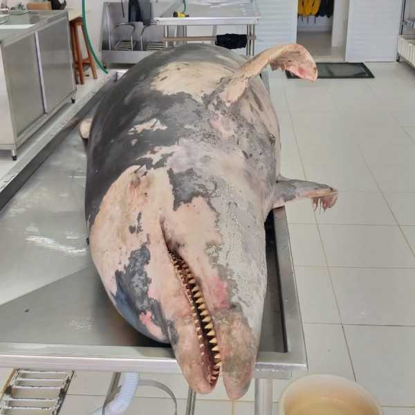 Boto Ã© encontrado morto em Laguna; animal estava encalhado na praia do Mar Grosso