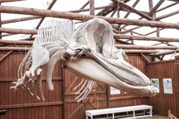 Esqueleto de espÃ©cie rara de baleia estÃ¡ em exposiÃ§Ã£o no Instituto Australis