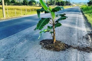 PÃ© de banana Ã© plantado em buraco da rodovia GenÃ©sio Mazon em Urussanga 