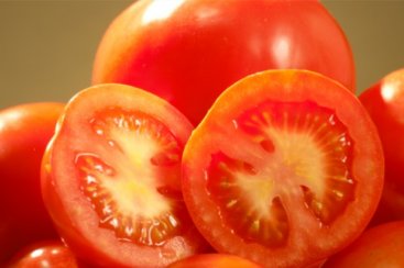 Tecnologias da Epagri garantem sustentabilidade na produção de tomate