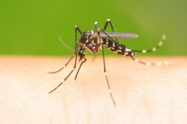 MÃ©dico infectologista do HSJosÃ© alerta para o cuidado com a proliferaÃ§Ã£o da Dengue    