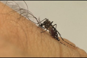 Criciúma tem 34 focos de dengue e 11 casos confirmados da doença em 2022 