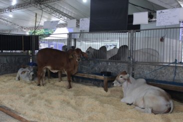 Queridinhos do pÃºblico, mais de 700 animais estarÃ£o na AgroPonte 2022