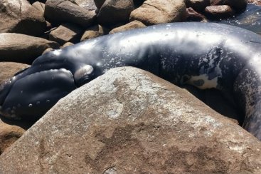Filhote de baleia-franca encalha no litoral sul de SC
