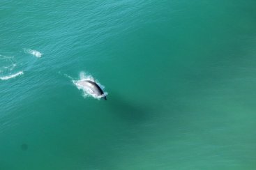 Último sobrevoo da temporada não detecta baleias-francas na costa catarinense
