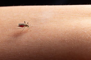 Treviso realizará mutirão de combate à dengue