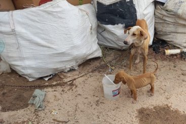 Cães em situação de maus-tratos são resgatados no bairro Paraíso em Criciúma 