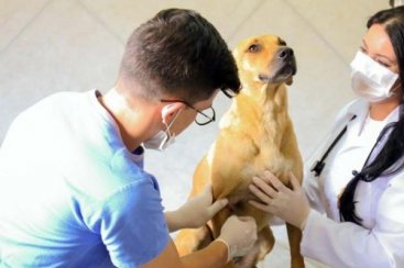Governo de Içara realiza mais de 3,6 mil castrações de cães e gatos em 2022