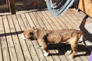 Polícia Civil prende morador de Imbituba que mantinha cães em condições de maus-tratos
