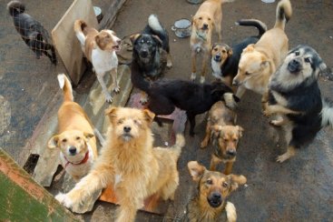Município terá que intervir e auxiliar mulher que abriga 50 cães em residência no Sul