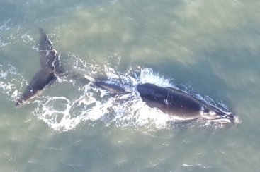 Primeiras baleias-francas são avistadas no Litoral de Santa Catarina 