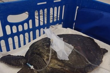 Tartaruga que morreu em Laguna ingeriu grande quantidade de plástico