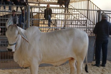 Há 29 anos, raça Brahman chegava em Santa Catarina; bovinos estarão na AgroPonte