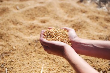 Agro catarinense considera ‘intempestiva’ decisão do Mapa de alterar o calendário do plantio da soja