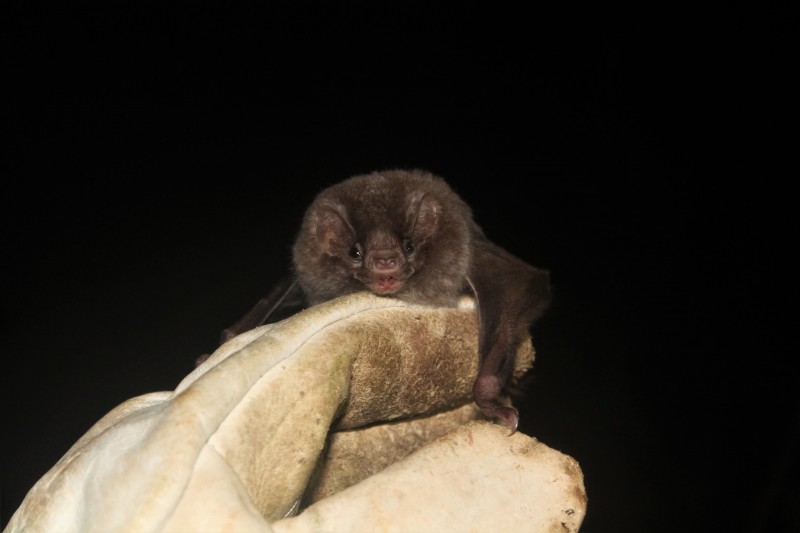 Bióloga lança livro que informa a diversidade das espécies de morcegos 